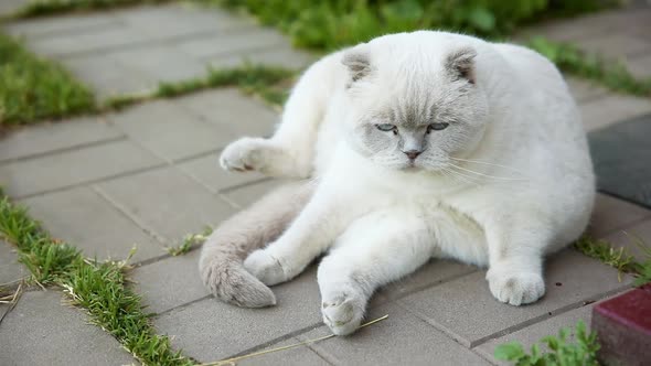 Funny Cute Domestic White Cat Sitting in Funny Pose and Resting on Stone Floor Background