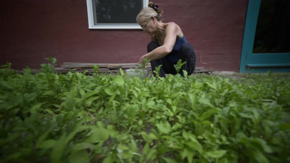 Mature, beautiful woman picking fresh, home grown arugula in a garden. The ultimate farm to table. S