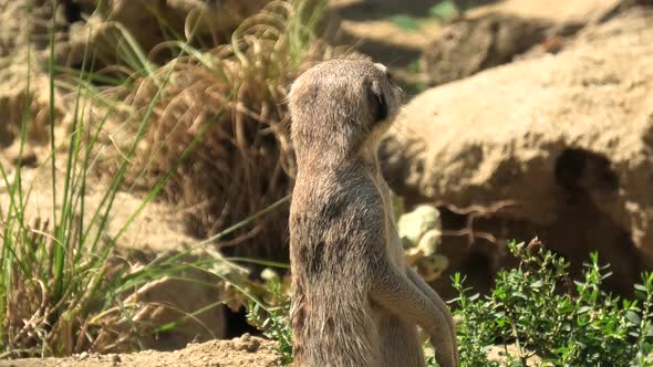 Meerkat or Suricate on Sand Background