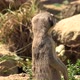 Meerkat or Suricate on Sand Background - VideoHive Item for Sale