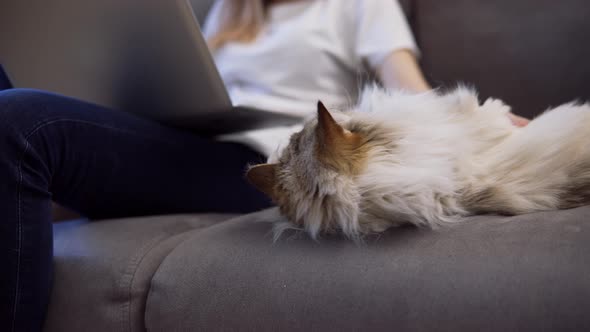 Unrecognizable Girl is Working on Laptop on Sofa and Big Cat is Laying Down Nearby She Caress Pet