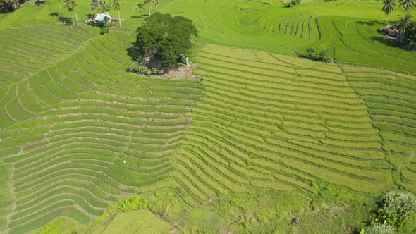 Aerial drone view of beautiful rice terraces