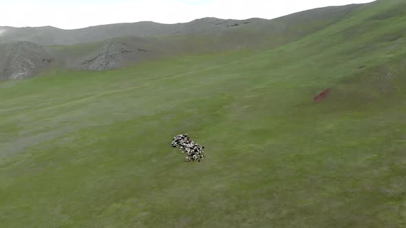 Herd of Yak Flock in Mountain