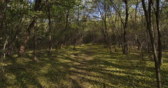 Walking In The Forest