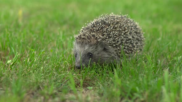 Wild Hedgehog Walks on Green Grass. Hedgehog in the Nature