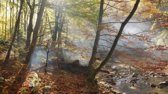 Camera movement in the autumn forest. Autumn landscape. A beautiful sunny day