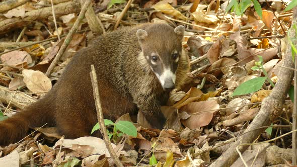 Close-up of a South American Coatimundi in the wild, female sitting on the forest floor scratching a