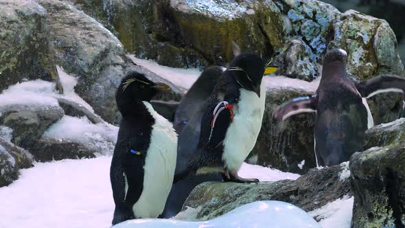 Gentoo penguins passing by two rockhopper penguins