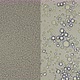 Milk Under a Microscope,on the Video on the Left, From the Store That Was Processed - Pasteurization - VideoHive Item for Sale