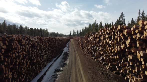 Fly between piles of logs in forest and rise up