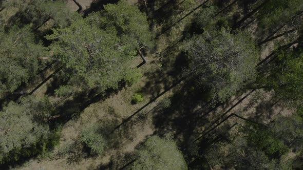 Drone top down view of trees in a coniferous forest. Diagonal flying to the top right.