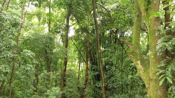 Tall Bunch Of Bamboo Trees Growing In A Lush Forest In Praia Jaragua, Brazil - Medium Shot, Forward