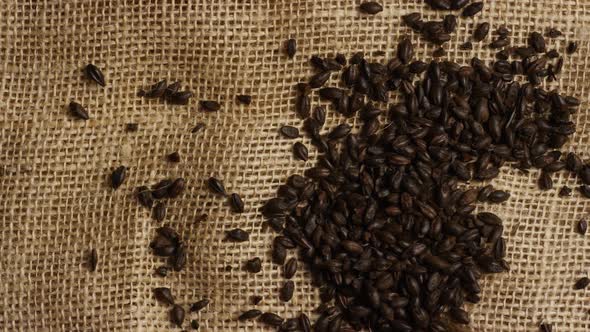 Rotating shot of barley and other beer brewing ingredients - BEER BREWING