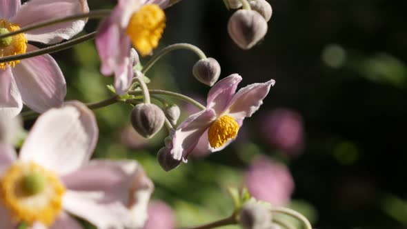 Close-up of Japanese anemone hybrida pink  flower in the garden 4K footage