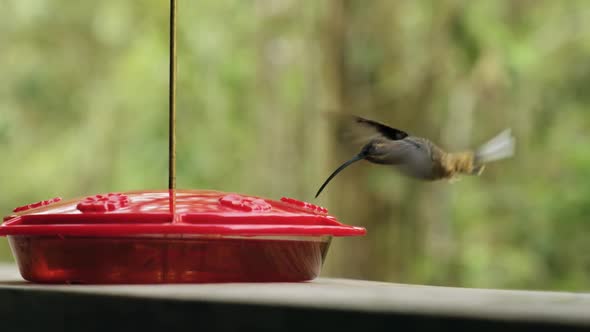 Close Up of Hummingbird Drinking Nectar from Feeder in Tropical Rainforest, Slow Motion. Humming bir