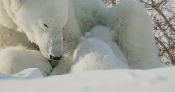 Close up of two Polar Bear cubs sleeping with sow. Sow sleepily keeps watch over them.