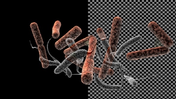 Bacteria 360° (part 2)