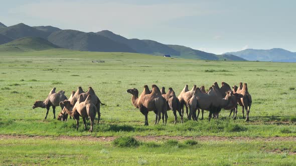 Herd of Wild Camel Free-Roaming Freely in Green Meadow