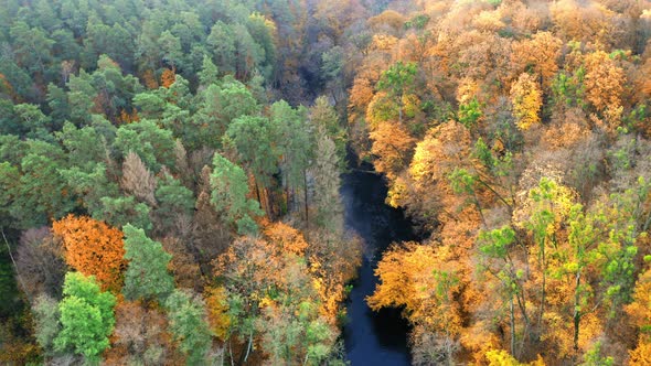 Aerial view of river and yellow autumn forest in Poland