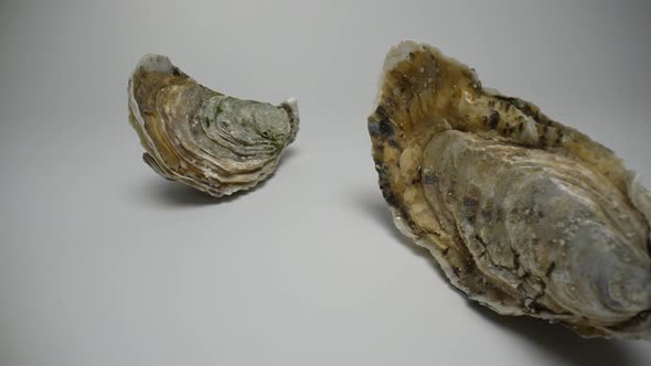 Oysters 50