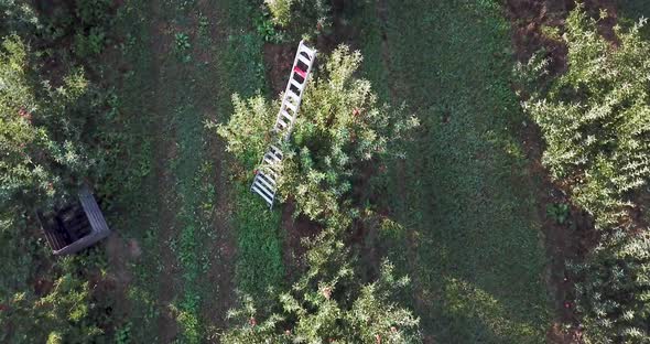 Aerial camera descends on apple tree with a ladder propped up against it as an immigrant farmhand pi