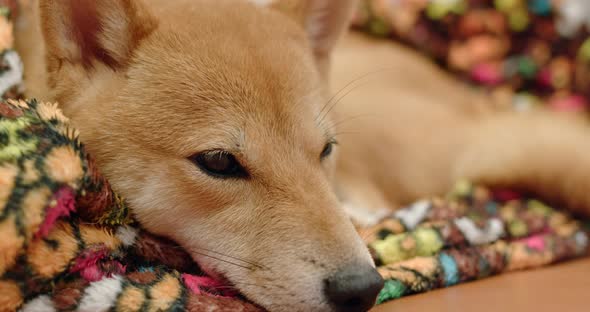 Shiba inu at home