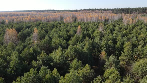 Nature of Ukraine  Forest Landscape Aerial View