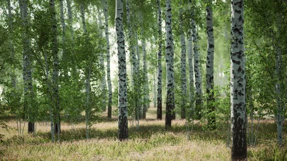 Birch Forest in Sunlight in the Morning