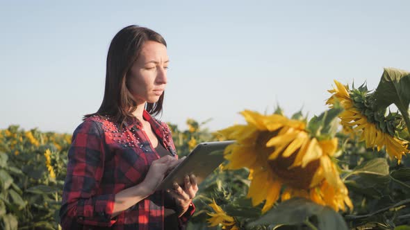 Farmer Girl Working with Tablet in Sunflower Field Inspects Blooming Sunflowers, Plans To Harvest