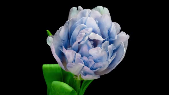 Opening of Beautiful Large Blue Tulip Flower on Black Background