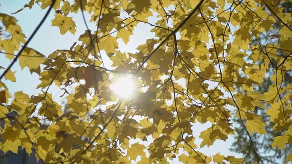 Yellow Maple Leaves