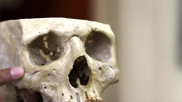 Scientist looking at an Old Human Skull. Close-Up.