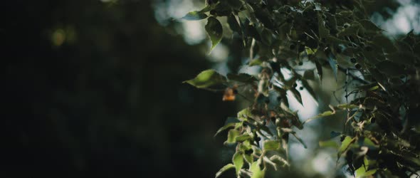 Common hackberry tree with beautiful sun light and bokeh background.