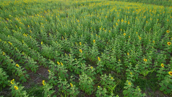 4K Aerial drone shot flying over sunflower fields in sunset