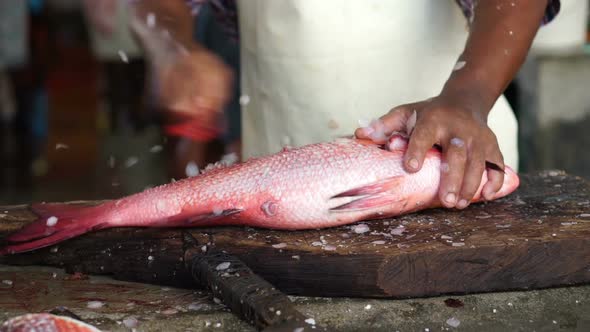 Scale Reef Fish