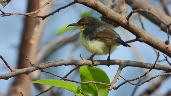 Sunbird in tree finding food .