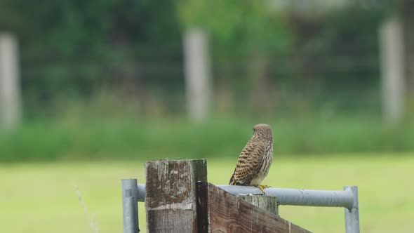Resting Common Kestrel In Pole Metal Fence With Shallow Background. Selective Focus Shot