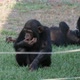 Several Chimpanzees Lying and Sitting on a Lawn in a Zoo on Sunny Day in Summer - VideoHive Item for Sale
