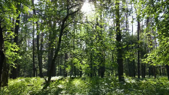 Beautiful Green Forest on a Summer Day Slow Motion