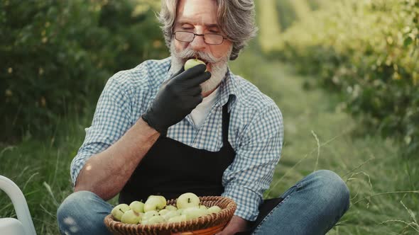 True Farmer Is Sitting in the Field and Looking at His Organic Apples