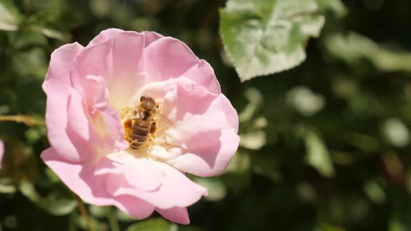 Slow motion Rosa plant and the bee shallow DOF 1920X1080 HD footage - Pink and white color climber R