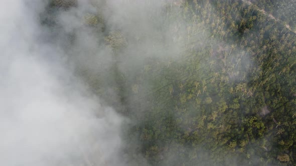 Aerial view smoke from fire burning cover the natural scene