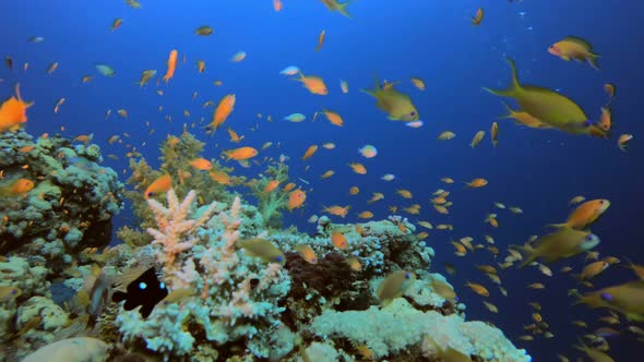 Underwater Coral Reef Marine