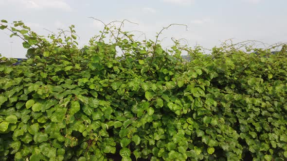 Kiwi Fruit Plant Agriculture in Rural Countryside Farm