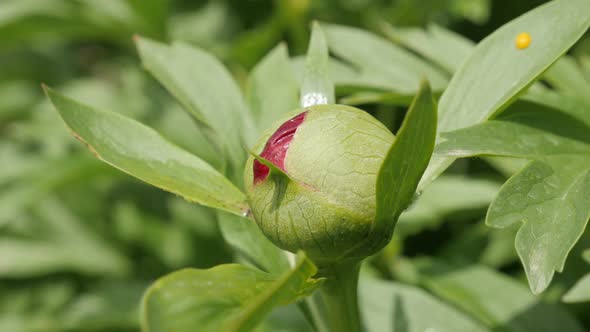 Paeonia peregrina green flower bud shallow DOF 4K 2160p 30fps UltraHD footage - Opening of Peony fam