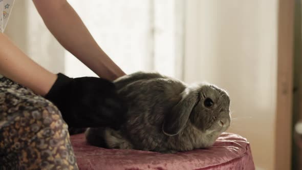 Home grooming. A woman using a comb-glove combs the fur of a decorative lop-eared rabbit