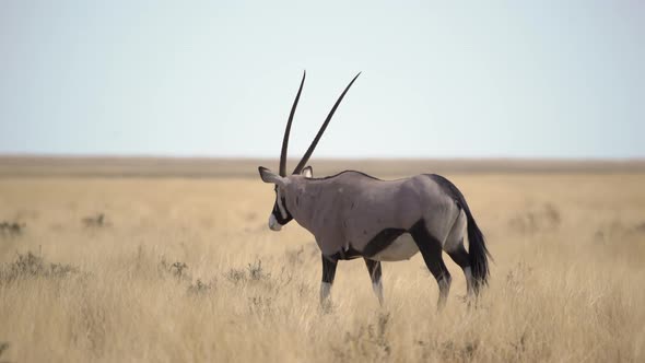 Oryx Antelope in the Wild