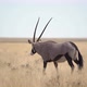 Oryx Antelope in the Wild - VideoHive Item for Sale
