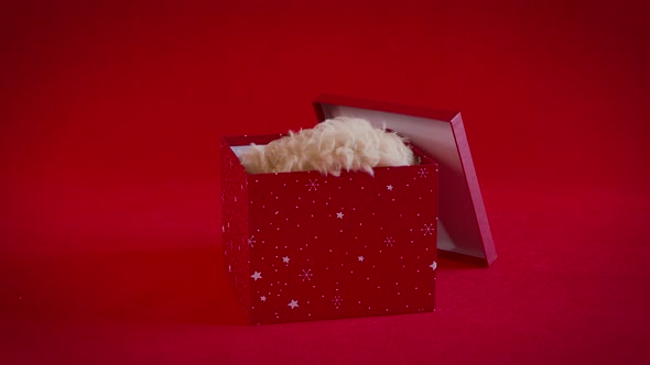 Little Puppy Playing with a Box of Christmas Presents on a Red Background