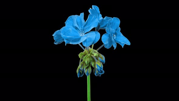 Blue Pelargonium Flowers Blooming in Time Lapse on a Black Background. Beautiful Geranium 